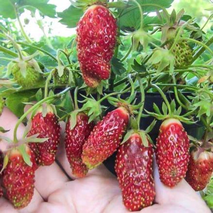 Рассада земляники, клубники - Земклуника Цукат мускатный